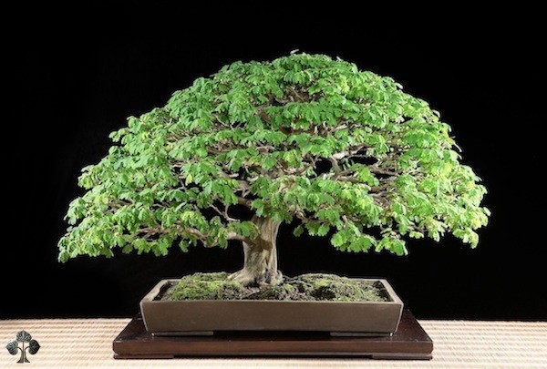 Este árbol es el resultado de un pequeño broto cortado de un árbol mayor y la imagen es de 12 años después.