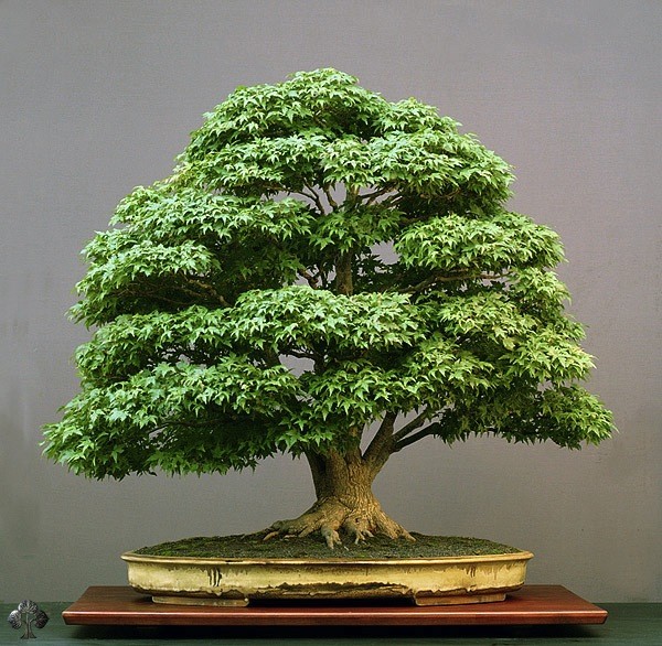 Uno de los mas fabulosos bonsáis que existen y permanece a una colección Europea. Este árbol es increíblemente realista.  Este árbol es grande, casi de un metro de alto, lo máximo que pueden ser los arboles para considerarse bonsái.  Tiene mas de 100 años de edad.